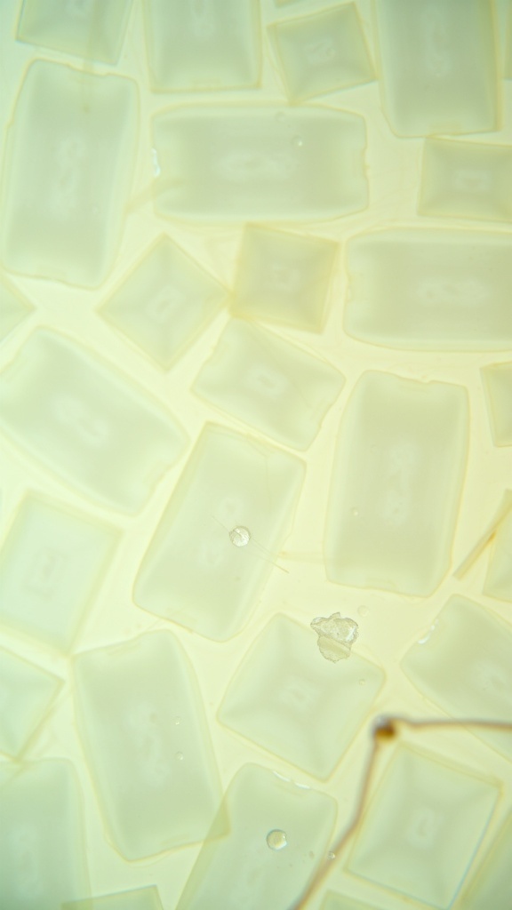 Microscopic view of onion cells showing cell walls and nuclei.